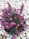 Erica carnea (Alpesi hanga)