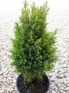 Chamaecyparis lawsoniana 'Ellwood s Gold' (Arany oregóni hamisciprus)