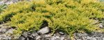   Juniperus horizontalis 'Golden Carpet' (arany terülőboróka)