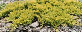 Juniperus horizontalis 'Golden Carpet' (arany terülőboróka)