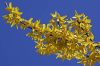 Forsythia x intermedia (Aranyvessző)