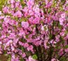 Prunus triloba (babarózsa) Prunus triloba (babarózsa)