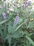 Vitex agnus castus (Barátcserje)