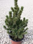 Picea glauca 'Conica'(Cukorsüvegfenyő)