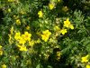 Potentilla fruticosa 'Goldfinger' (cserjés pimpó)