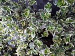   Euonymus fortunei 'Emerald Gaiety' (Fehér tarka kecskerágó)