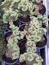 Sedum rupestre 'Cristatum'(Fodros varjúháj) Sedum rupestre 'Cristatum'(Fodros varjúháj)