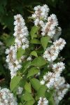 Deutzia scabra (Érdeslevelű gyöngyvirágcserje)