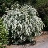 Spiraea x vanhouttei (Kerti gyöngyvessző)