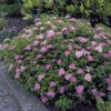 Spiraea japonica 'Little Princces' (Kishercegnő gyöngyvessző)