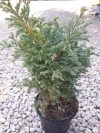 Chamaecyparis pisifera'Boulevard' (Kék szavára hamisciprus)