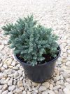 Juniperus squamata'Blue Star' (Kék, törpe himalájai boróka)