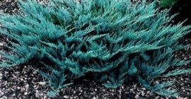 Juniperus horizontalis 'Blue Chip' (kék terülő henyeboróka)