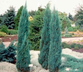 Juniperus Virginiana 'Blue Arrow' (Kék oszlopos oregoni boróka)
