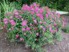 Spiraea bumalda 'Anthony Waterer' (Pompás gyöngyvessző)