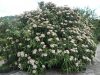 Viburnum rhytidophyllum (Ráncoslevelű bangita) Viburnum rhytidophyllum (Ráncoslevelű bangita)