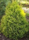 Thuja occidentalis 'Rheingold' (Rheingold nyugati tuja) Thuja occidentalis 'Rheingold' (Rheingold nyugati tuja)