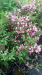 Weigela florida (Kínai rózsalonc)