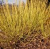 Cornus stolonifera'Flamiramea' (Sárgavesszejű som)