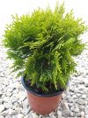 Thuja occidentalis 'Mirjam' (Törpe arany gömb tuja)