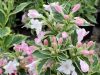 Weigela florida 'Variegata' (Tarkalevelű rózsalonc)