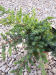 Juniperus conferta 'Sláger'(Terülő boróka)