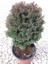 Thuja occidentalis 'Teddy' (Teddy törpe gömbtuja) Thuja occidentalis 'Teddy' (Teddy törpe gömbtuja)