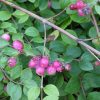 Symphoricarpos chenaultii 'Hancock'