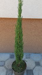 Cupressus Sempervirens Totem (Európai ciprus)