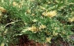 Juniperus sabina variegata (Tarka nehézszagú boróka)
