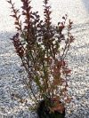 Berberis thunbergii 'Helmond Pillar' (Vöröslevelű oszlopos borbolya) Berberis thunbergii 'Helmond Pillar' (Vöröslevelű oszlopos borbolya)