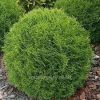 Thuja occidentalis 'Tiny Tim' (Zöld,törpe nyugati tuja) Thuja occidentalis 'Tiny Tim' (Zöld,törpe nyugati tuja)